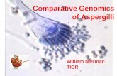 Comparative Genomics of Aspergilli William Nierman TIGR.