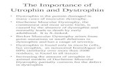 The Importance of Utrophin and Dystrophin Dystrophin is the protein damaged in many cases of muscular dystrophy. Duchenne Muscular Dystrophy, the commonest.