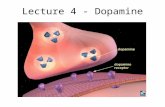 Lecture 4 - Dopamine. Dopamine (DA) systems 2 major neural pathways: (1) a dorsal (upper) pathway from the substantia nigra (in the brain stem) to the.