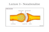 Lecture 3 - Noradrenaline. Noradrenaline (NA) called norepinepherine (NE) in U.S. acts as a hormone outside the central nervous system (produced by adrenal.