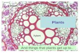 Plants And things that plants get up to... KS3 Plants KS3 Sc1 Science Green plants as organisms 3) Pupils should be taught: that plants need carbon dioxide,