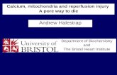 Calcium, mitochondria and reperfusion injury A pore way to die Andrew Halestrap Department of Biochemistry and The Bristol Heart Institute.