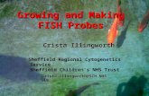 Growing and Making FISH Probes Crista Illingworth Crista.Illingworth@SCH.NHS.UK Sheffield Regional Cytogenetics Service Sheffield Childrens NHS Trust.