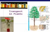 AP Bio Plant Transport(KFogler)