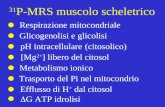 31 P-MRS muscolo scheletrico Glicogenolisi e glicolisi Metabolismo ionico Trasporto del Pi nel mitocondrio Efflusso di H + dal citosol Respirazione mitocondriale.