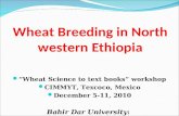 Wheat Breeding in North western Ethiopia Wheat Science to text books workshop CIMMYT, Texcoco, Mexico December 5-11, 2010 Bahir Dar University: