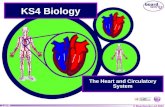 © Boardworks Ltd 2004 1 of 49 KS4 Biology The Heart and Circulatory System.
