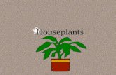 `Houseplants `Caring for houseplants `W`Watering `s`signs of improper watering `d`drooping leaves - lack of water.