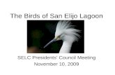 The Birds of San Elijo Lagoon SELC Presidents Council Meeting November 10, 2009.