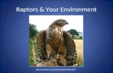 Raptors & Your Environment