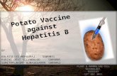 Potato Vaccine against Hepatitis B PLANT & MAMMALIAN CELL TECHNOLOGY BSB3163 13 TH DEC 2011 BY: KALAISELVI MOHANRAJSB09031 RUBINI DEVI SELVARAJOOSB09005.