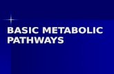 BASIC METABOLIC PATHWAYS