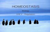 HOMEOSTASIS Biology Unit V - Regulation. WHAT IS HOMEOSTASIS? the maintenance of a constant internal environment in response to changes in: –the changing.