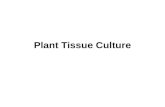 Plant Tissue Culture. What is it? Tissue culture is the term used for the process of growing cells artificially in the laboratory Tissue culture produces.