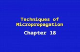 Techniques of Micropropagation Chapter 18. Systems used to regenerate plantlets by micropropagation I.) Axillary shoot formationI.) Axillary shoot formation.