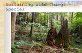 Sustaining Wild Things - Species. Endangered Species Glossary  .