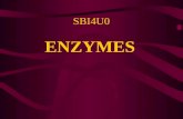 ENZYMES SBI4U0. ENZYMES An enzyme is a biological catalyst –Biological = protein –Catalyst = speeds up a reaction without being consumed or permanently.