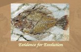 Evidence for Evolution 1. Evidence Evidenceof common ancestry among species comes from many sources. Evidence of common ancestry among species comes from.