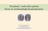 Ecofacts and relict plants from an archaeological perspective Anna Andréasson ArchaeoGarden .