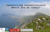 Controlling Gunnera tinctoria Where are we today? By: Cristina Armstrong and Bruce Osborne.