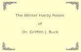 The Winter Hardy Roses of Dr. Griffith J. Buck. This Program Services Committee presentation created by: Mary Peterson Master Rosarian.