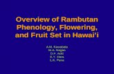 Overview of Rambutan Phenology, Flowering, and Fruit Set in Hawaii A.M. Kawabata M.A. Nagao D.F. Aoki K.Y. Hara L.K. Pena.