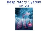 1.Breathing (Pulmonary Ventilation) 2.External Respiration 3.Internal Respiration 4.Cellular Respiration 4 PROCESSES.