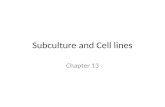 Subculture and Cell lines Chapter 13. Propagation of Subculture Subculture – important transition from culture Need to SC – primary culture has occupied.