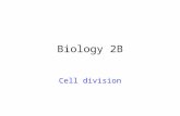 Biology 2B Cell division. Cell division by mitosis Needed for: reproduction in unicellular organisms growth in multicellular organisms replacement of.