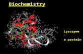 Biochemistry Lysozyme – a protein. Carbohydrates There are two types of carbohydrates: The simple sugars Glucose, sucrose, fructose (and many others)