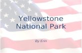 Yellowstone National Park By Erin. Where is Yellowstone? Yellowstone lies in the northern American States, with: - 96% in Wyoming 3% in Montana and 1%