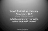 Small Animal Veterinary Dentistry, LLC a veterinary practice limited to dentistry What happens when your pet is getting their teeth cleaned Small Animal.