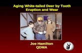 Joe Hamilton QDMA Aging White-tailed Deer by Tooth Eruption and Wear.