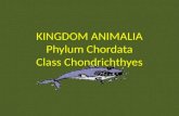 KINGDOM ANIMALIA Phylum Chordata Class Chondrichthyes.