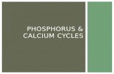 PHOSPHORUS & CALCIUM CYCLES. Phos = important for DNA, ATP, phospholipids, bones & teeth and compounds that function in photosynthesis and respiration.