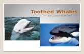 Toothed Whales By: Lauren Granville. There are around 70 different species of Toothed Whales. They get the name, Toothed Whales, because they are the.