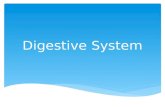 Digestive System. The organs of the digestive system are divided into TWO main groups: The alimentary canal – also called the gastrointestinal (GI)