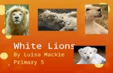 White Lions By Luisa Mackie Primary 5 1. Contents Page 1.Front Cover 2.Contents Page 3.Introduction 4.Where do white lions live? 5.What do white lions.