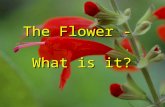 The Flower - What is it?. The Flower What is it? from Schleiden 1855 foliar theory of flower - J.W. von Goethe in Attempt to Interpret the Metamorphosis.
