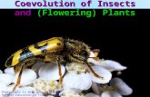 Coevolution of Insects and (Flowering) Plants Photographs in this presentation © Pearson Education or Fred M. Rhoades unless otherwise listed in notes.