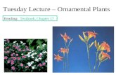 Tuesday Lecture – Ornamental Plants Reading: Textbook, Chapter 17.