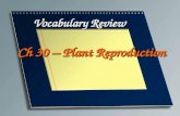 Vocabulary Review Ch 30 – Plant Reproduction. A reproductive structure that produces male sex cells in flowerless and seedless plants Antheridium.