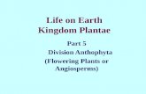 Life on Earth Kingdom Plantae Part 5 Division Anthophyta (Flowering Plants or Angiosperms)