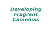 Developing Fragrant Camellias. WHAT IS A CAMELLIA? Family--Theaceae Genus--Camellia Species C. japonica (winter blooming camellias) C. sasanqua (fall.