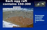 Each egg raft contains 150-300 eggs Encourage scientific process, experiment.