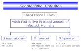 Schistosoma Parasites Adult Flukes live in blood vessels of infected Humans S.haematobiumS.mansoniS.japonicum Called Blood Flukes D.H: Man R.H: Rodent,
