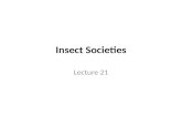 Insect Societies Lecture 21. Insect sociality Co-operative behaviors – Eusocial: co-operate in reproduction and have division of reproductive effort (bees,
