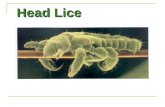 Head Lice. LIFE CYCLE General Info Head lice are catchy and are passed on through direct contact with an infested person. They are also transmitted through.