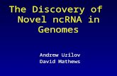 The Discovery of Novel ncRNA in Genomes Andrew Uzilov David Mathews.