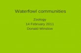 Waterfowl communities Zoology 14 February 2011 Donald Winslow.